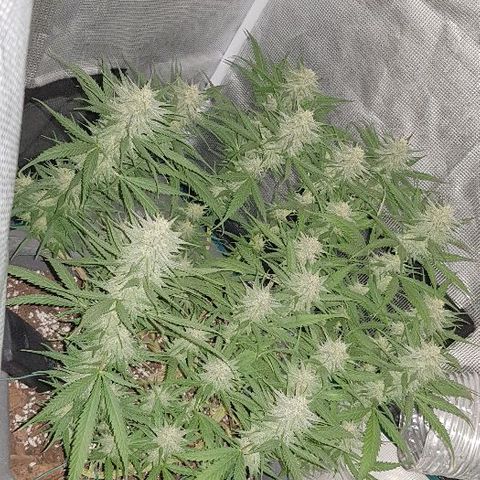 Daworka growlog timeline photo