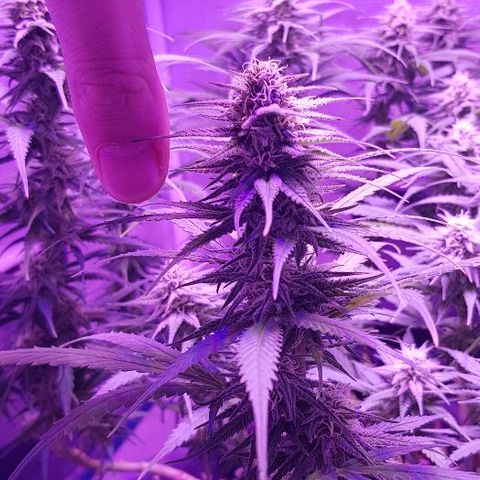 Daworka growlog timeline photo