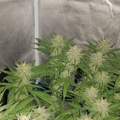 Daworka growlog timeline photo