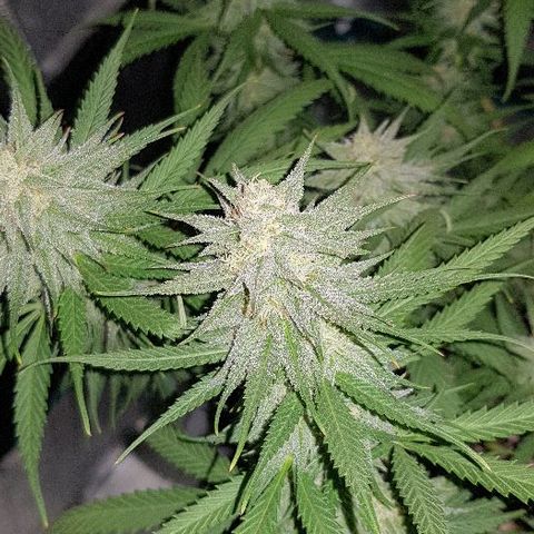 Daworka growlog timeline photo
