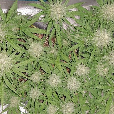 Daworka growlog timeline photo