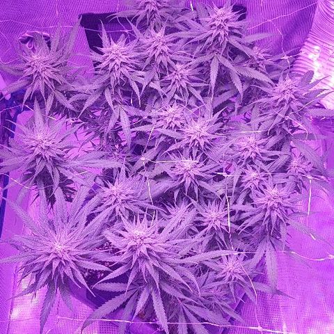 Daworka growlog timeline photo