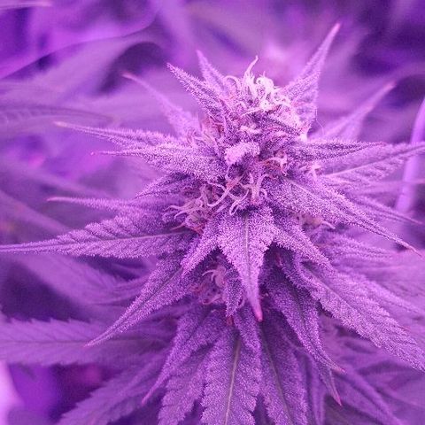 Daworka growlog timeline photo