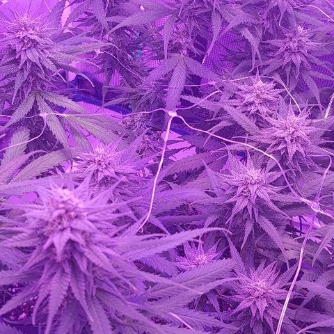 Daworka growlog timeline photo
