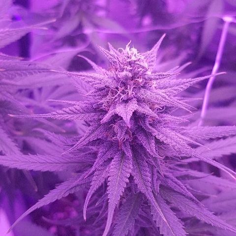 Daworka growlog timeline photo