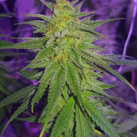 Daworka growlog timeline photo