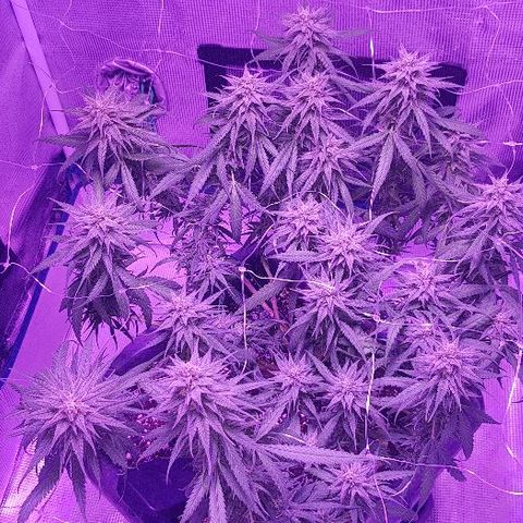 Daworka growlog timeline photo