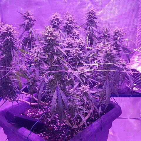 Daworka growlog timeline photo