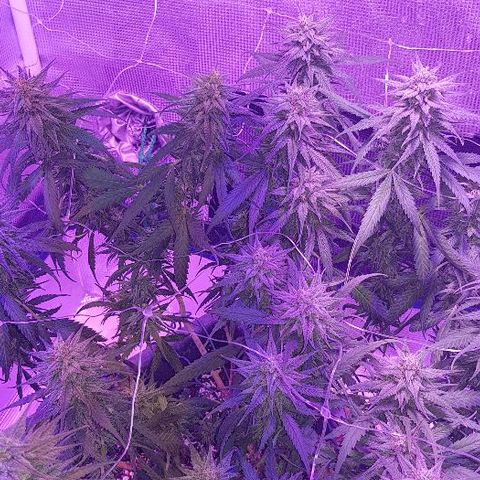 Daworka growlog timeline photo