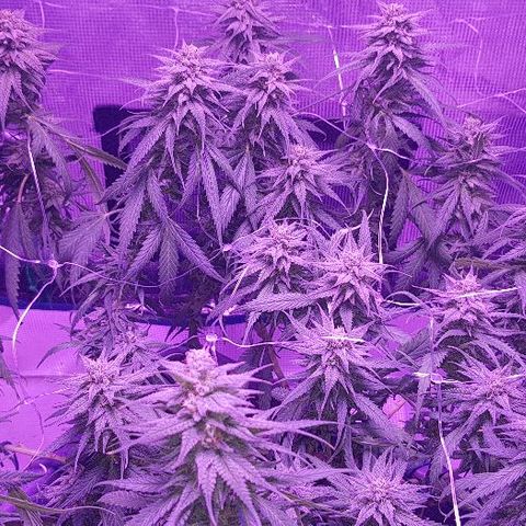 Daworka growlog timeline photo