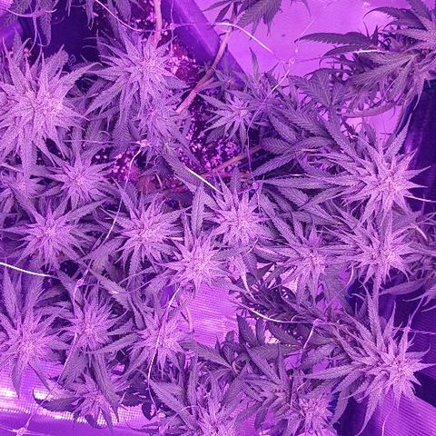 Daworka growlog timeline photo
