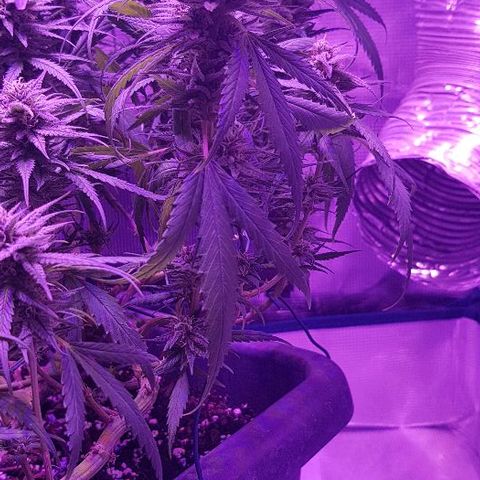 Daworka growlog timeline photo