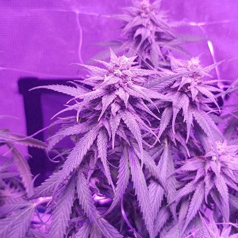 Daworka growlog timeline photo