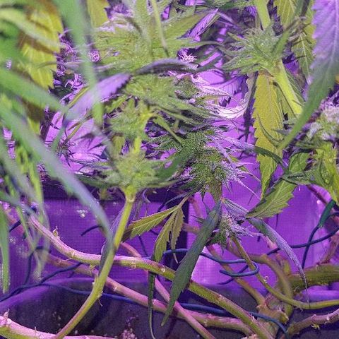 Daworka growlog timeline photo