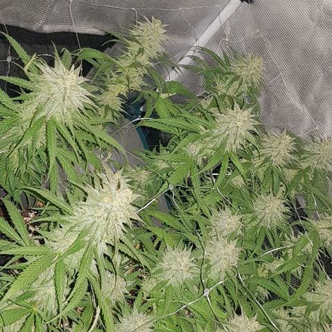 Daworka growlog timeline photo