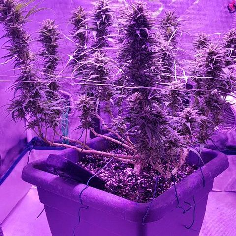 Daworka growlog timeline photo