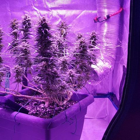 Daworka growlog timeline photo
