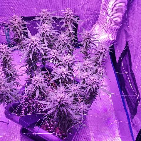 Daworka growlog timeline photo