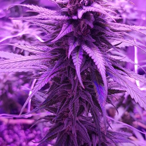 Daworka growlog timeline photo