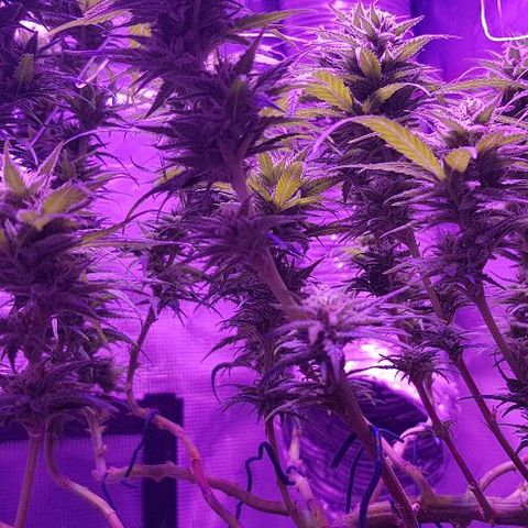 Daworka growlog timeline photo