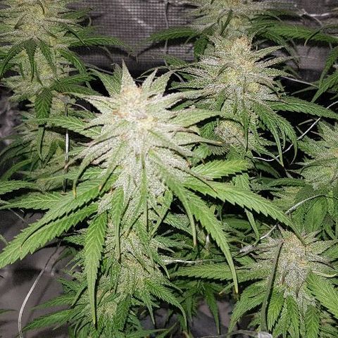 Daworka growlog timeline photo