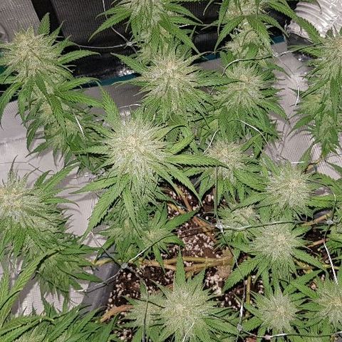 Daworka growlog timeline photo