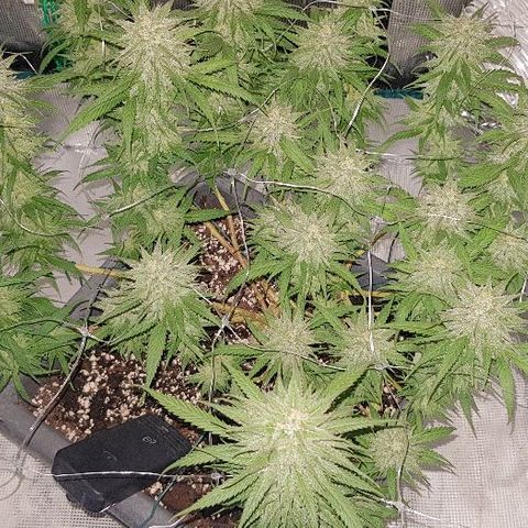 Daworka growlog timeline photo