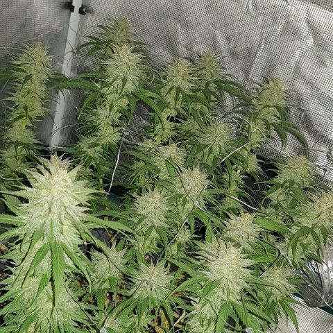 Daworka growlog timeline photo