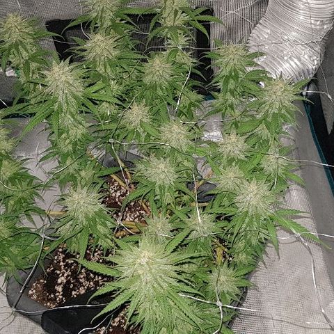 Daworka growlog timeline photo