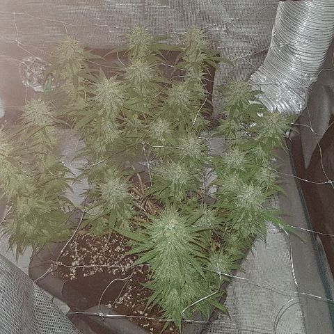 Daworka growlog timeline photo