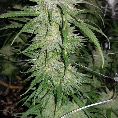 Daworka growlog timeline photo