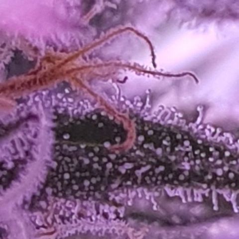 Daworka growlog timeline photo