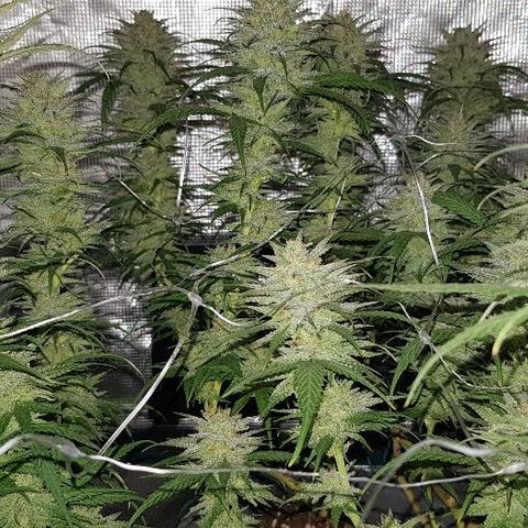 Daworka growlog timeline photo