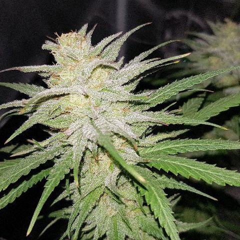 Daworka growlog timeline photo