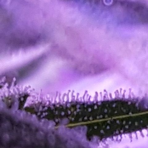 Daworka growlog timeline photo