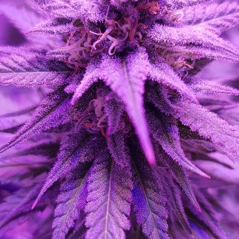 Daworka growlog timeline photo