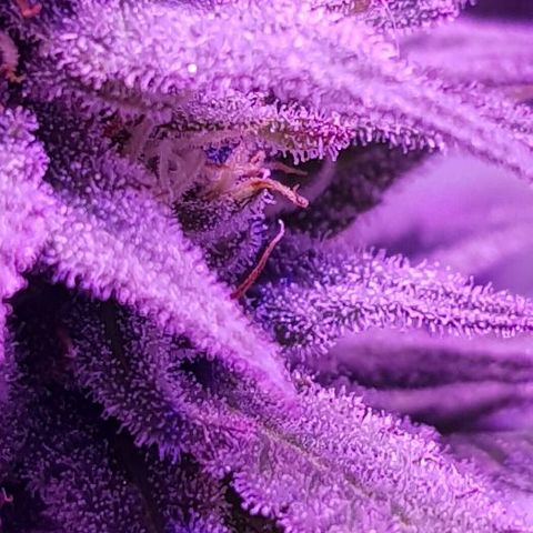 Daworka growlog timeline photo