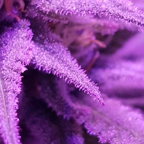 Daworka growlog timeline photo
