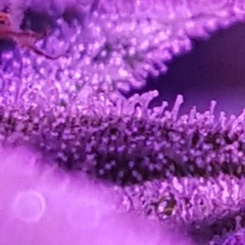 Daworka growlog timeline photo
