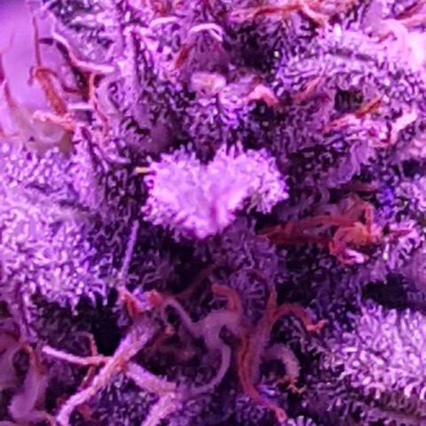 Daworka growlog timeline photo