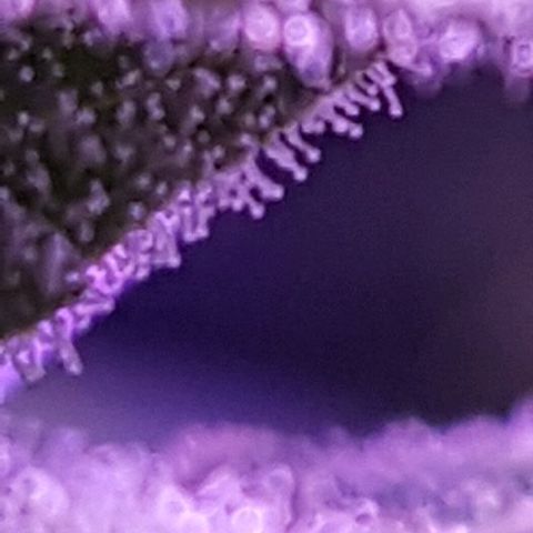 Daworka growlog timeline photo