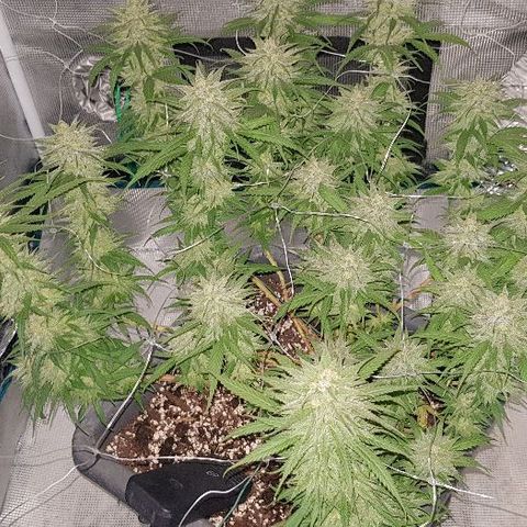 Daworka growlog timeline photo