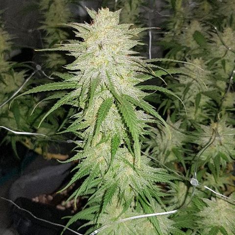 Daworka growlog timeline photo