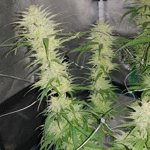 Daworka growlog timeline photo