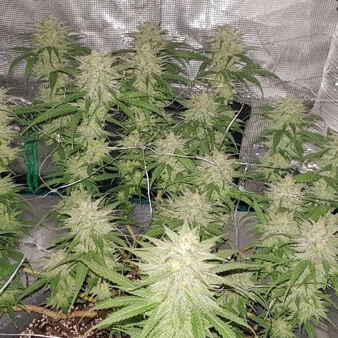 Daworka growlog timeline photo