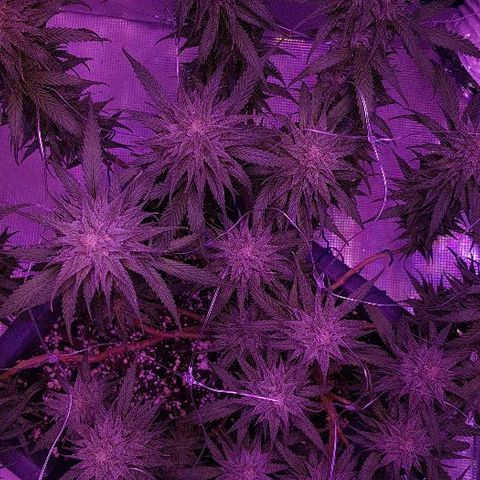 Daworka growlog timeline photo