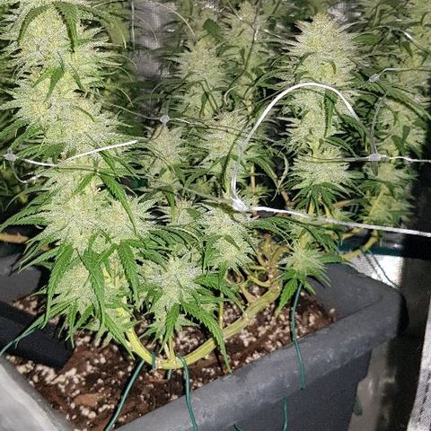 Daworka growlog timeline photo