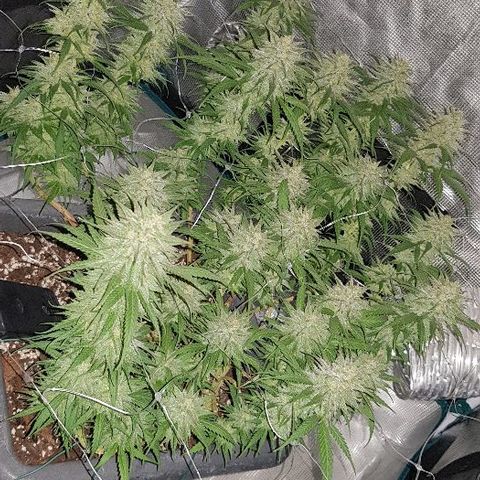 Daworka growlog timeline photo