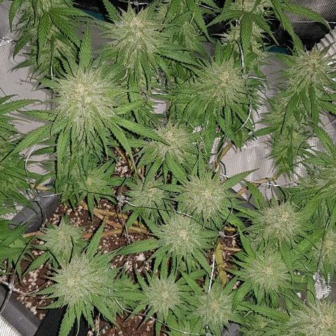 Daworka growlog timeline photo