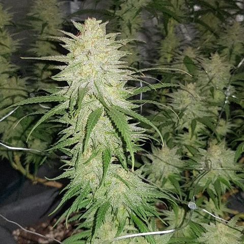 Daworka growlog timeline photo